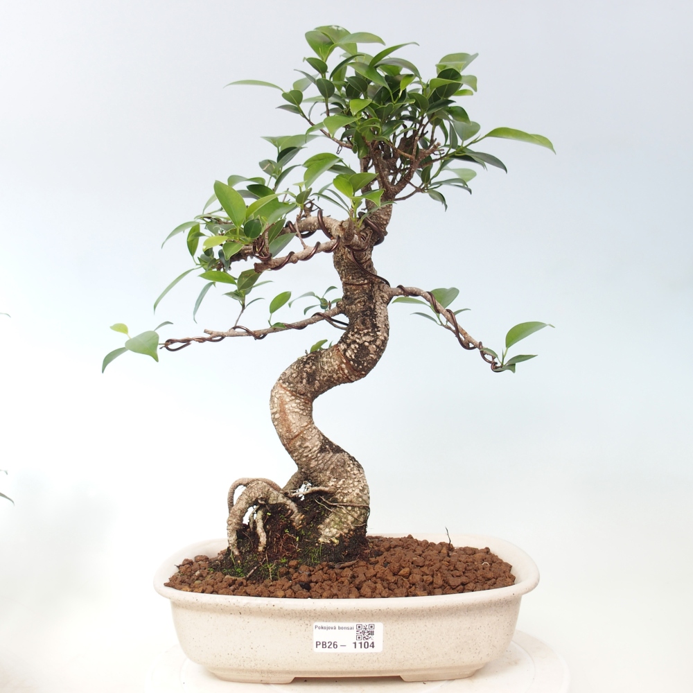 Camera bonsai - Ficus kimmen - ficus a foglie piccole