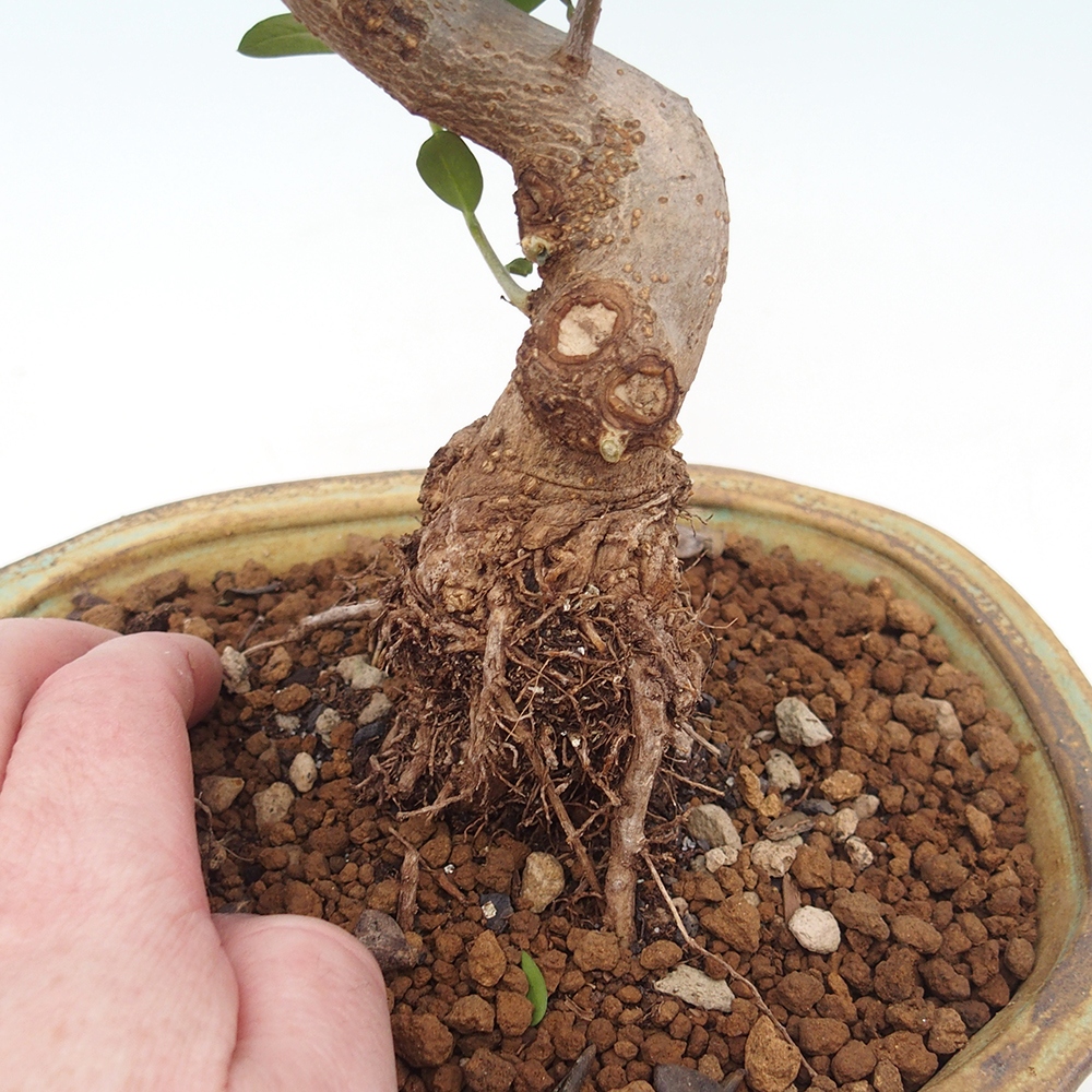 Bonsai da interno - Olea europaea sylvestris