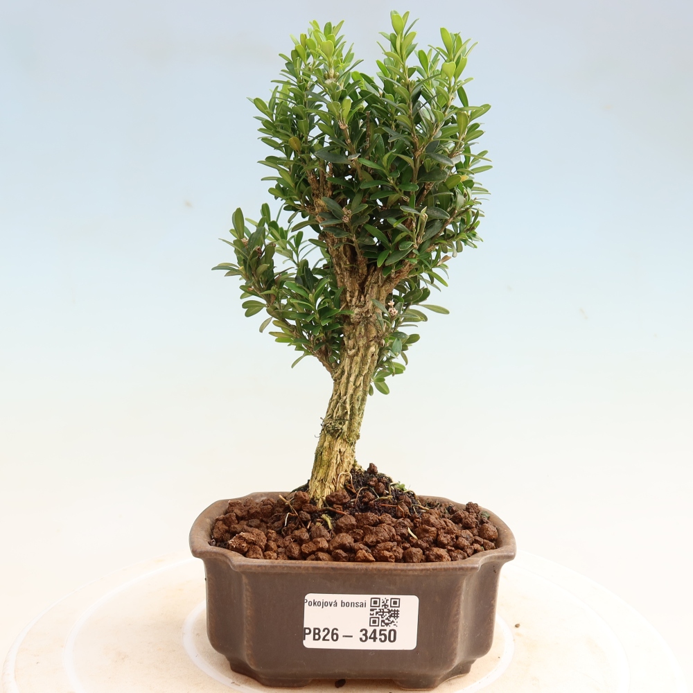 Camera bonsai - Buxus harlandii - buxus da sughero