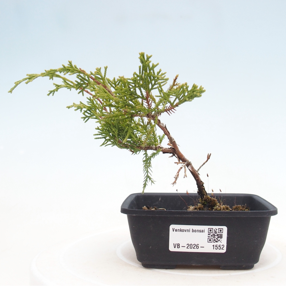 Bonsai da esterno - Juniperus chinensis Itoigawa