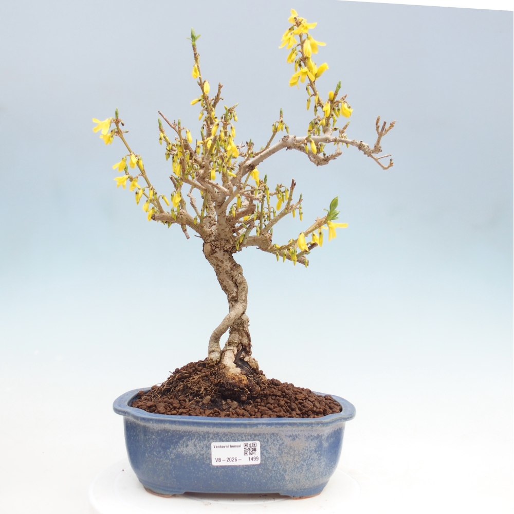 Bonsai da esterno - Zlatice - Forsythia koreana