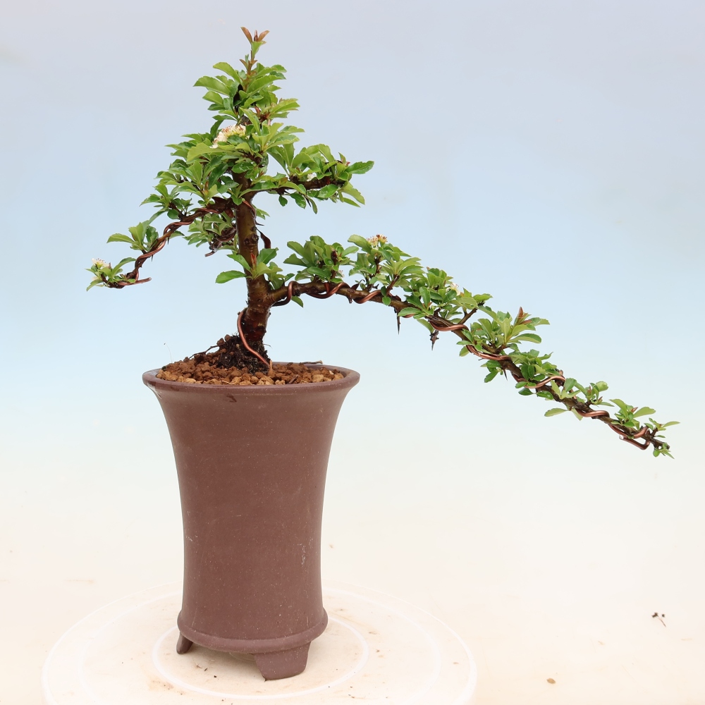 Bonsai da esterno - Pyracantha teton - Pyracantha scarlatta