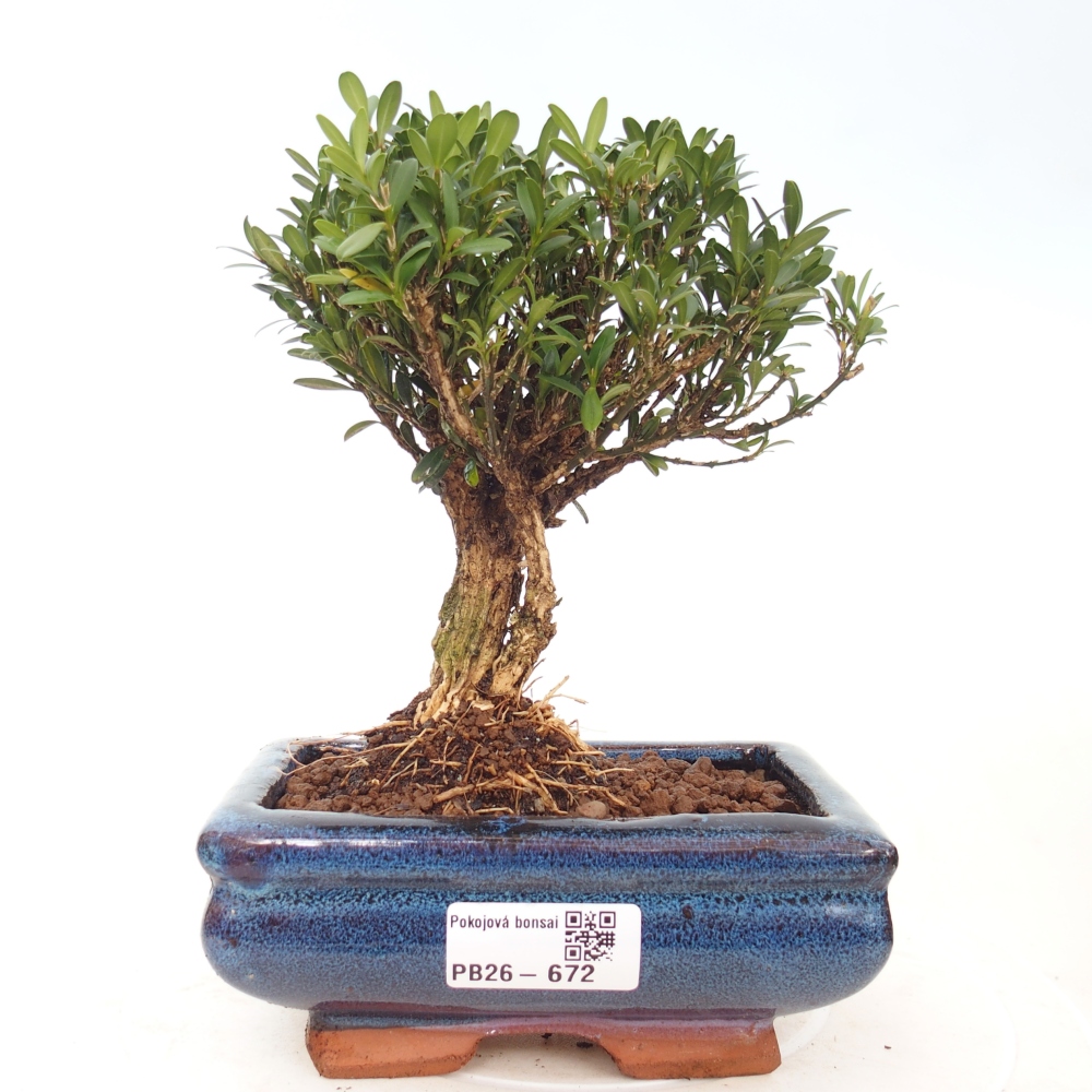 Camera bonsai - Buxus harlandii - buxus da sughero