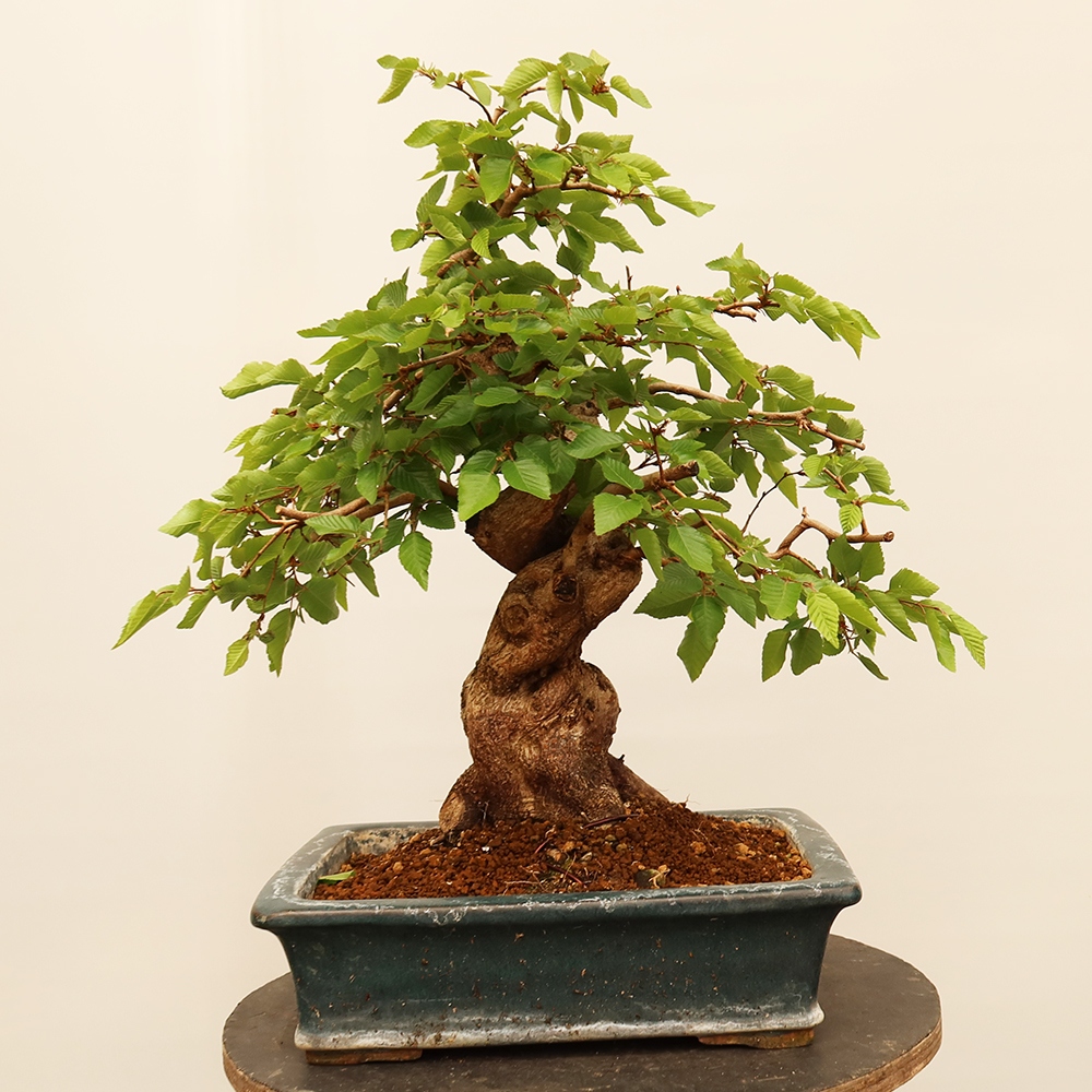Bonsai da esterno -Carpinus Coreana - Carpino coreano
