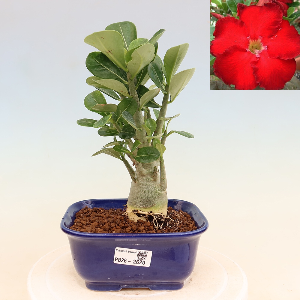 Bonsai da interno - Adenium obesum Red Star - Rosa del deserto
