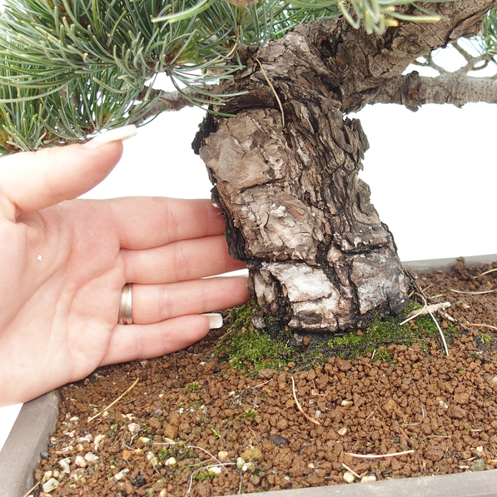 Bonsai da esterno - Pinus parviflora - Pinus parviflora