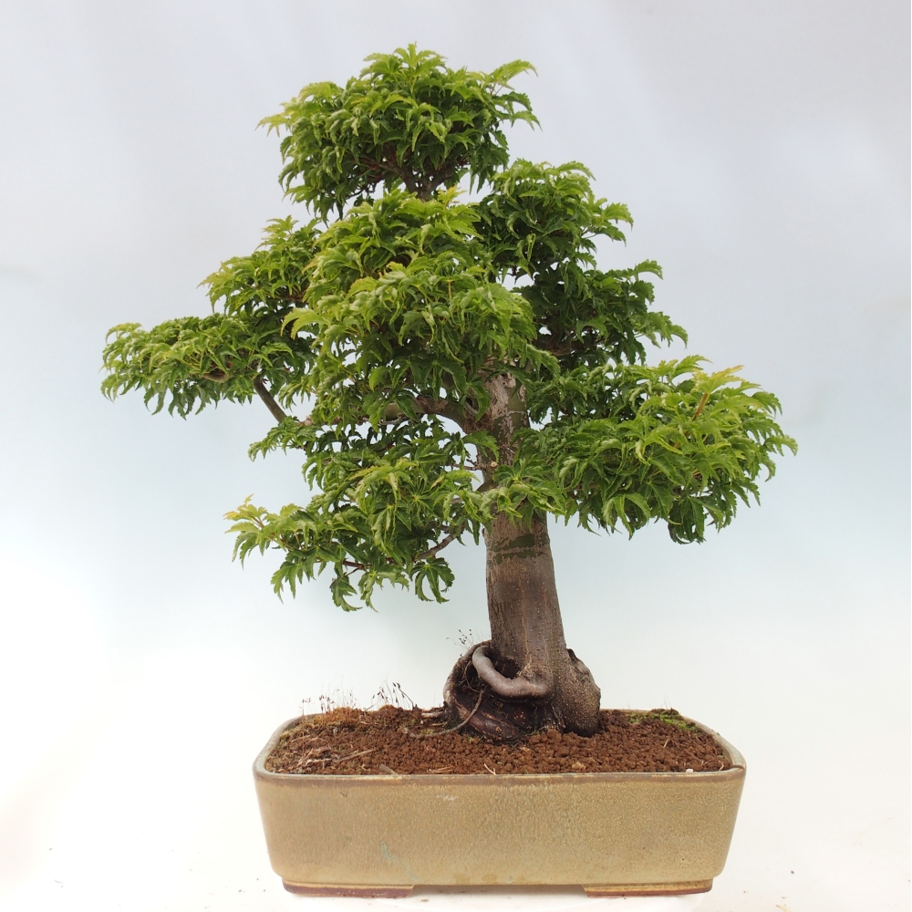 Bonsai da esterno -Palma di Giava Acer palmatum Shishigashira