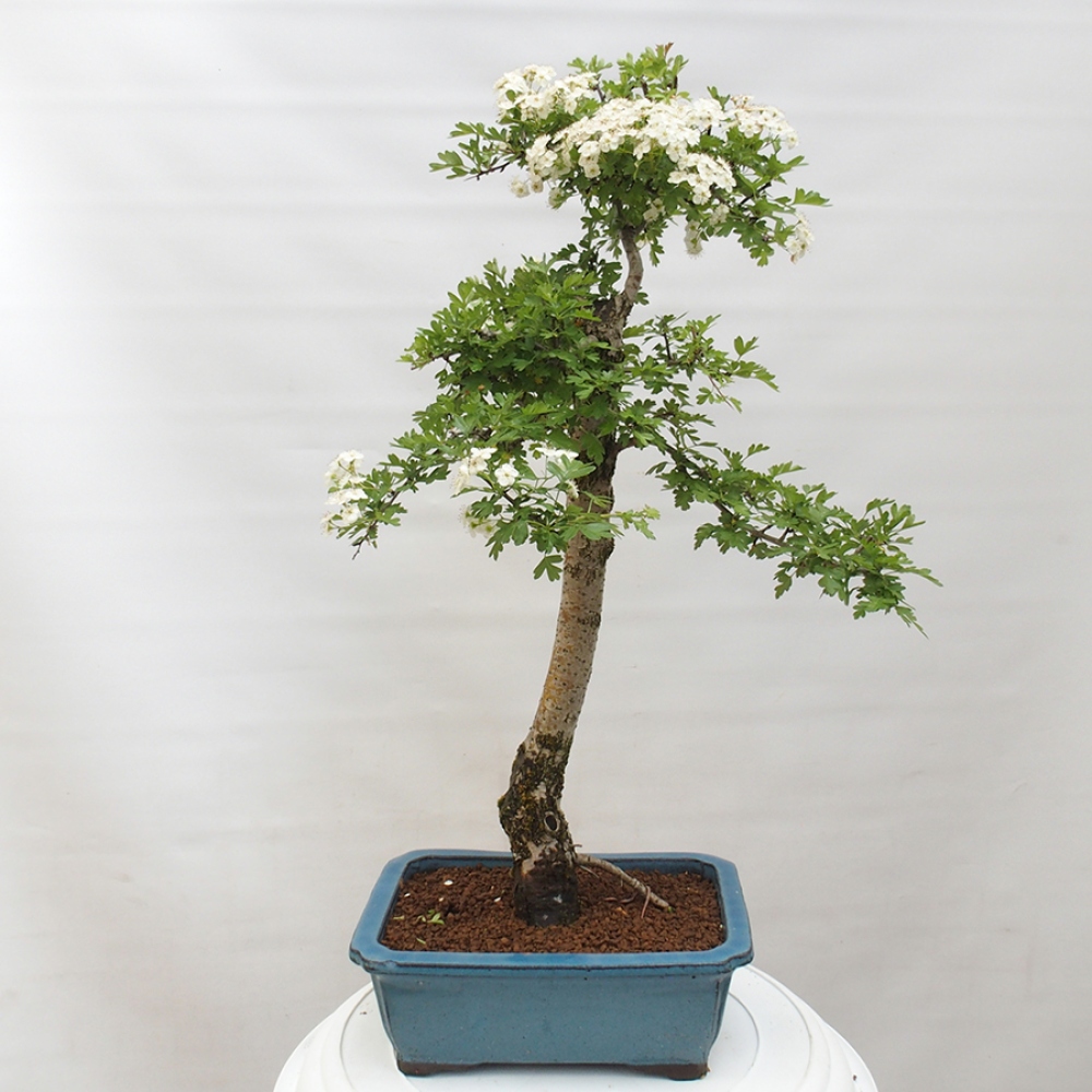 Bonsai da esterno - Biancospino - Crataegus monogyna