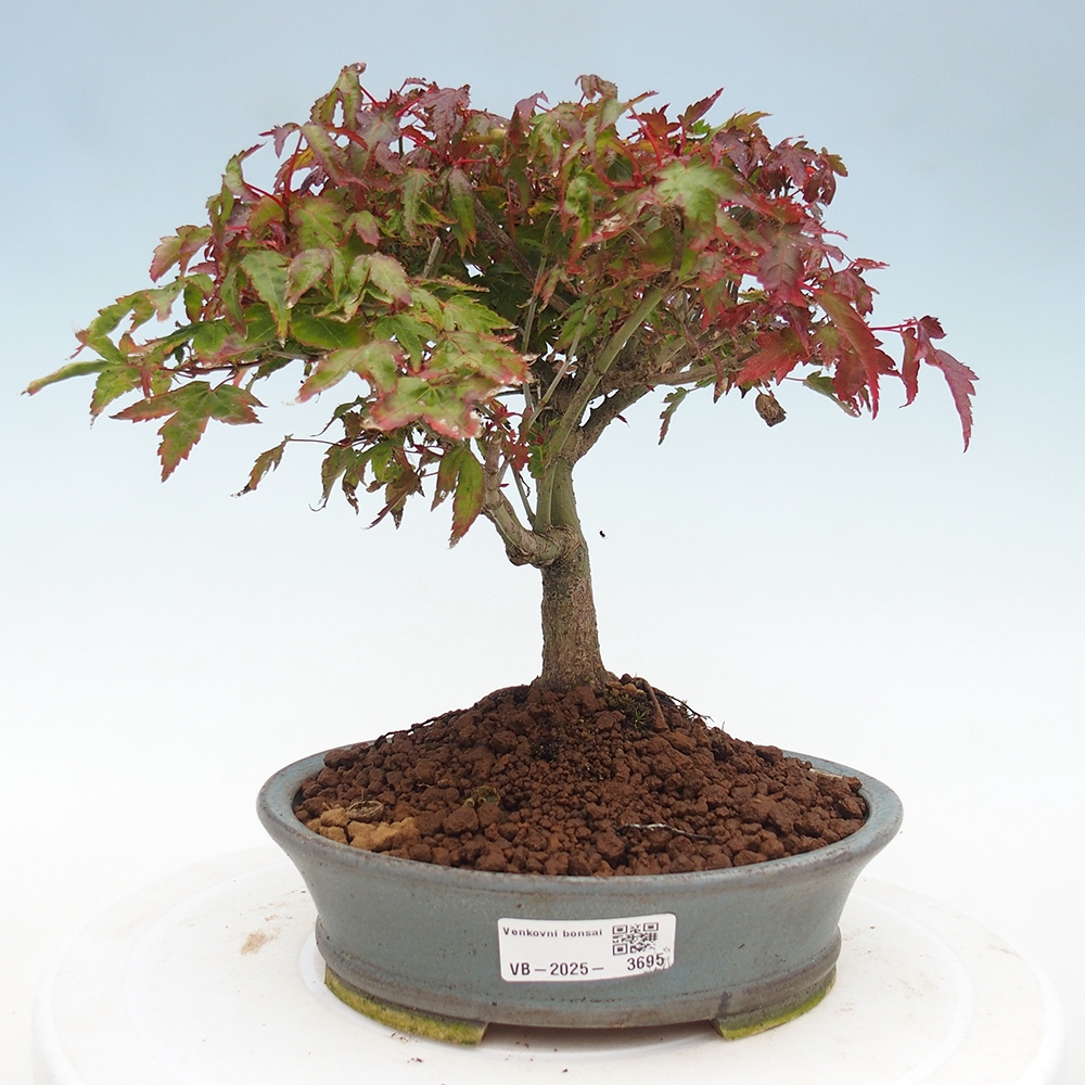 Acer palmatum KIOHIME - Acero palmato