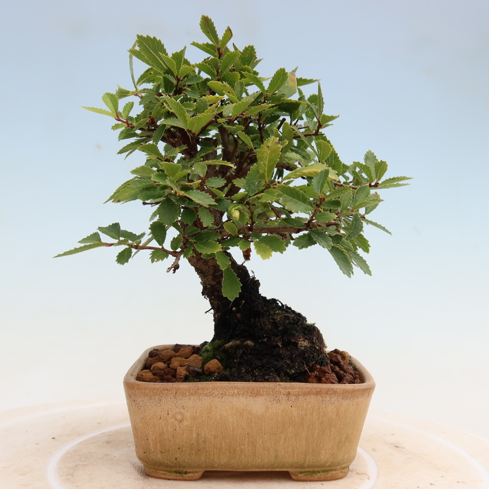 Bonsai da esterno - Zelkova - Zelkova NIRE
