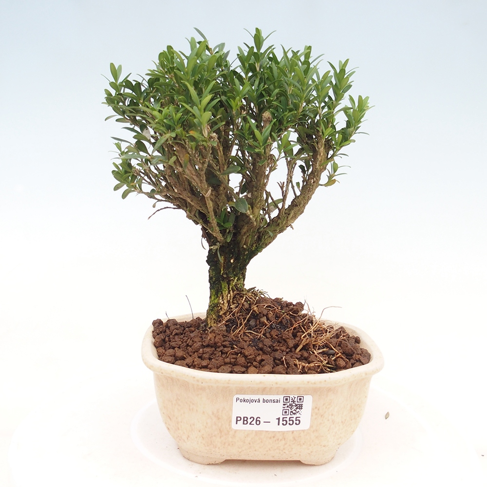 Camera bonsai - Buxus harlandii - buxus da sughero