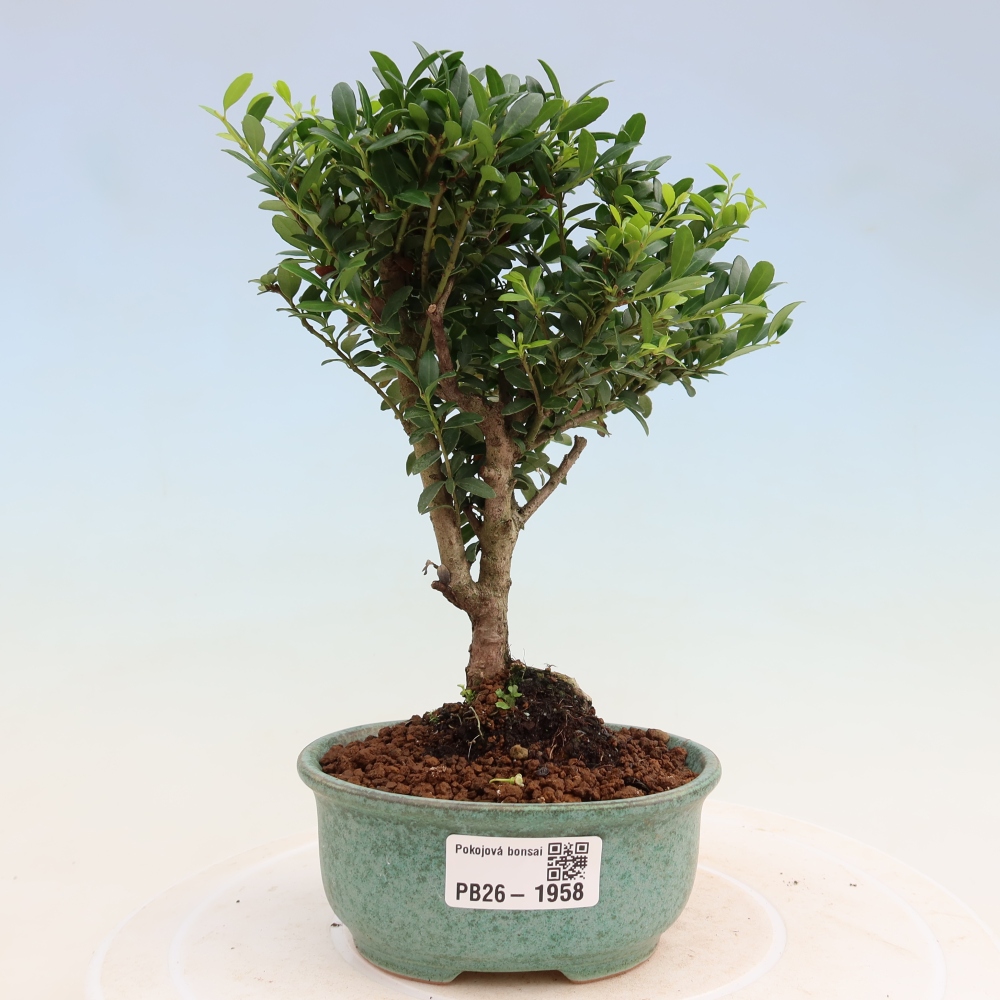 Camera bonsai - Ilex crenata - Agrifoglio