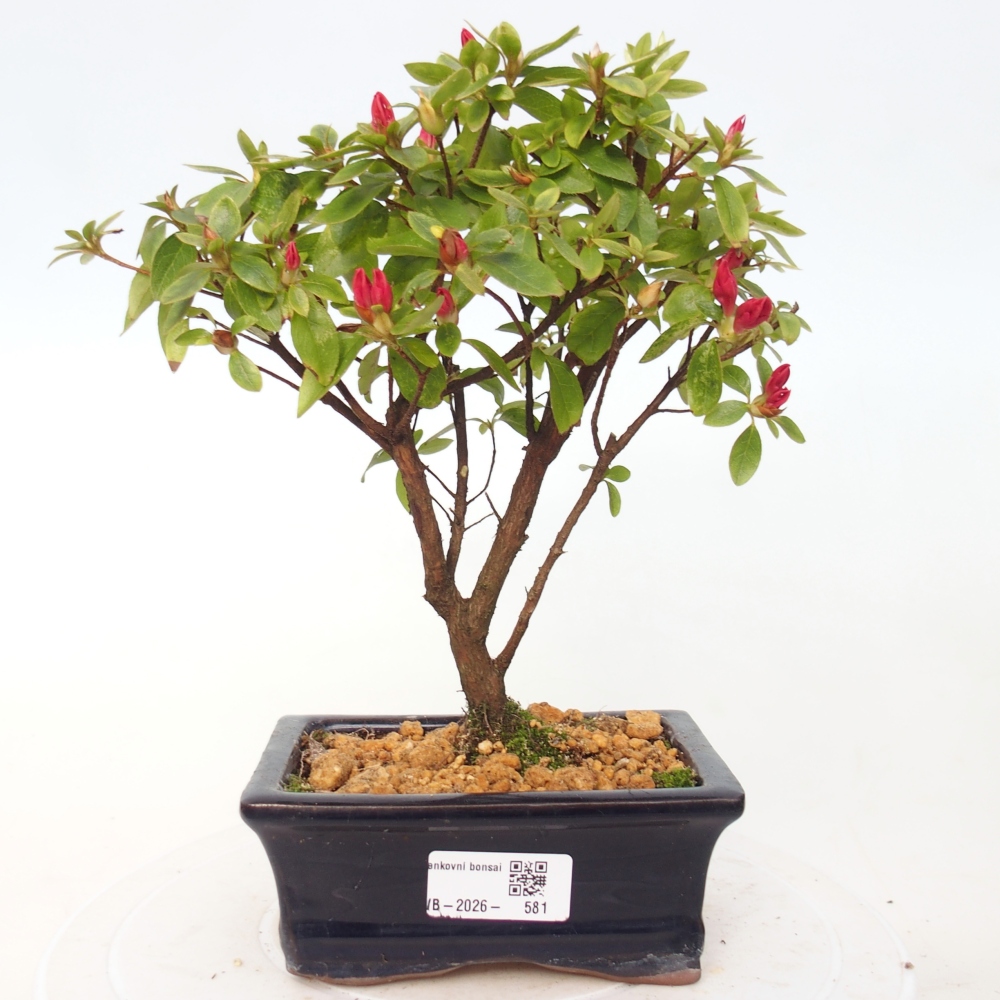 Bonsai da esterno - Azalea giapponese - Azalea sp.