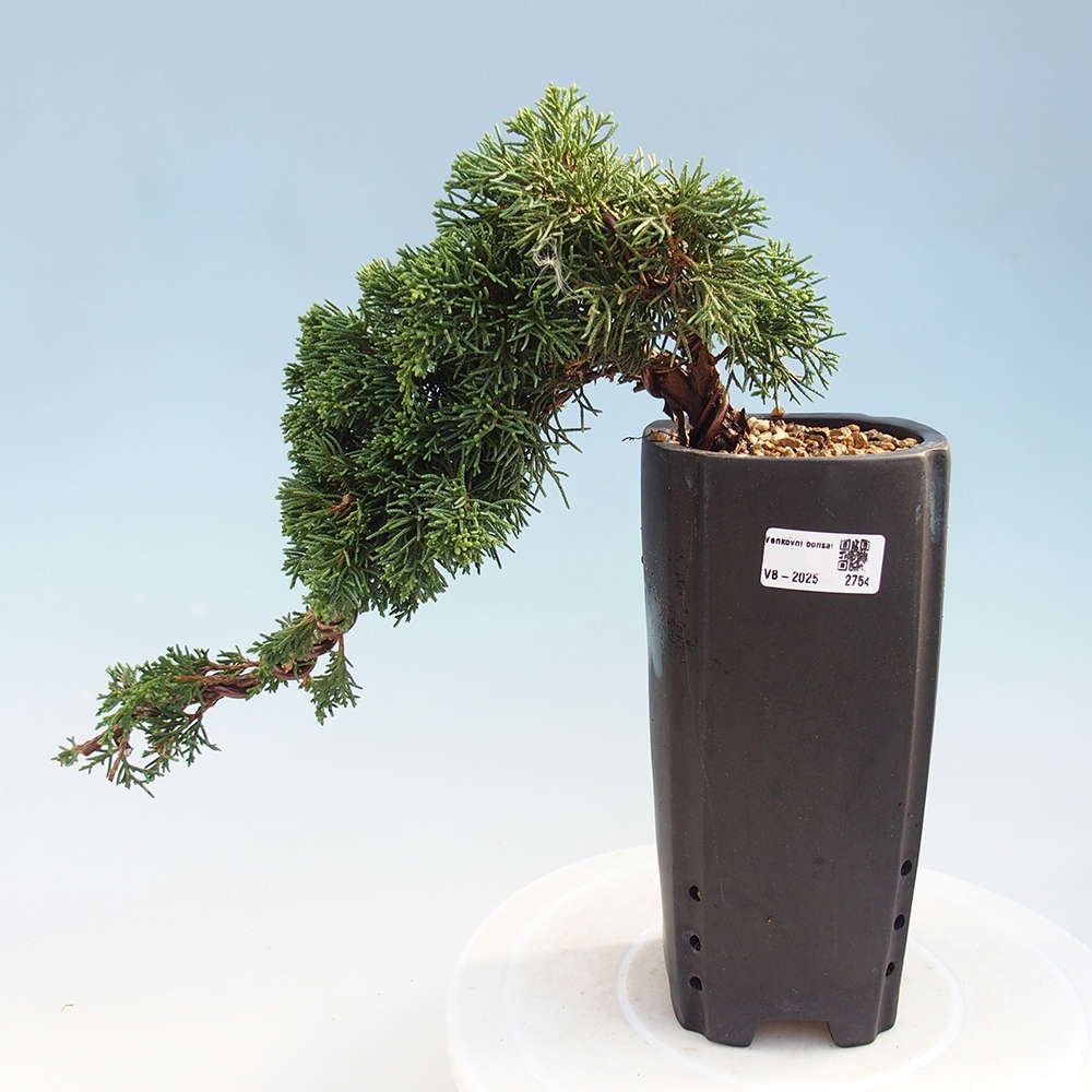 Bonsai da esterno - Juniperus chinensis Kishu