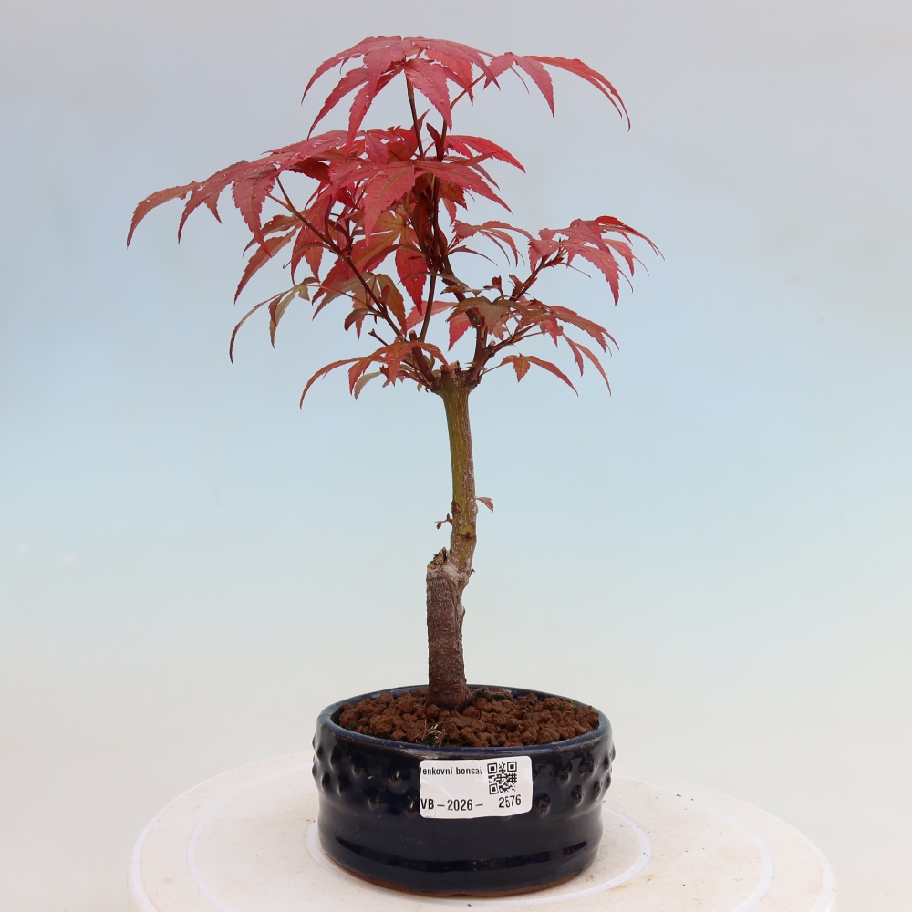 Bonsai da esterno - Palma Acer. Atropurpureum-Javor palmate