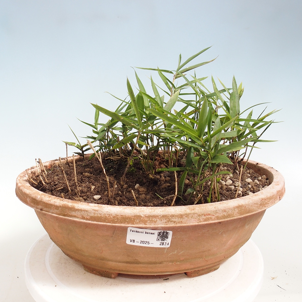 Bonsai da esterno - Pleioblastus argenteostriatus f.pumilus - Bambù nano