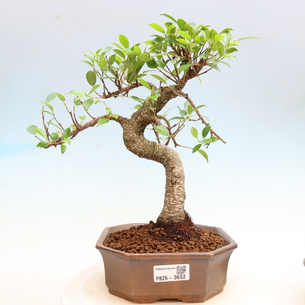 Camera bonsai - Ficus kimmen - ficus a foglie piccole