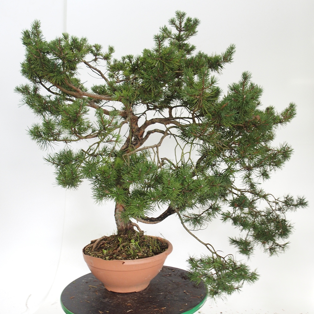 Yamadori - Pinus sylvestris Spagna