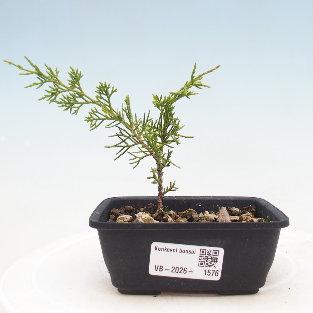 Bonsai da esterno - Juniperus chinensis Itoigawa