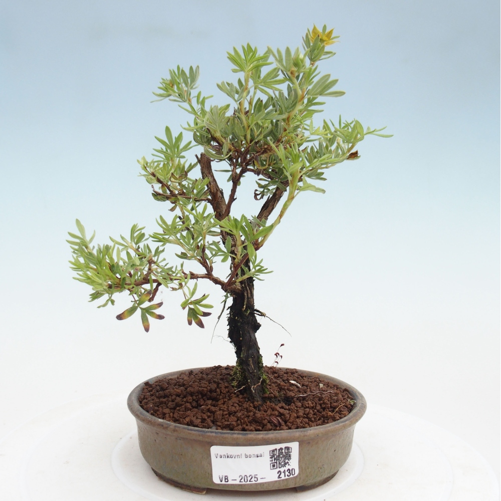 Bonsai da esterno - Potentila fruticosa yellow Bird