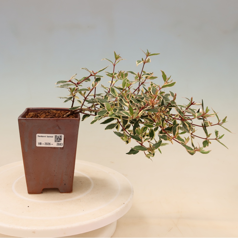 Bonsai da esterno - Abelia gr. Confetti - Abelia a fiore grande
