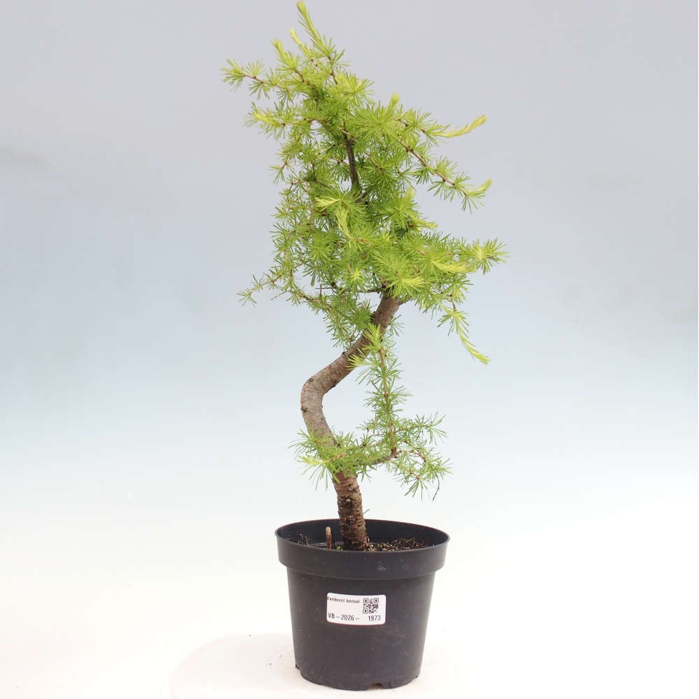 Bonsai da esterno -Larix decidua - Larice