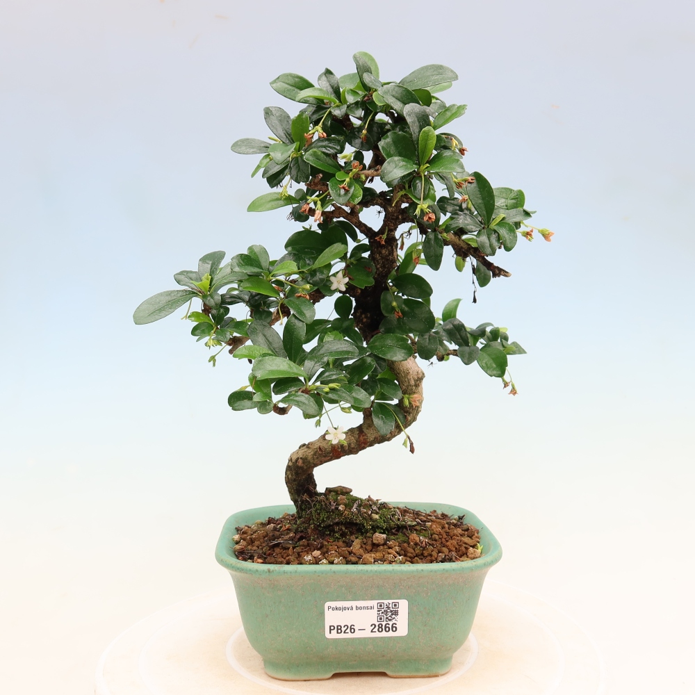 Camera bonsai - Carmona macrophylla - Tea fuki