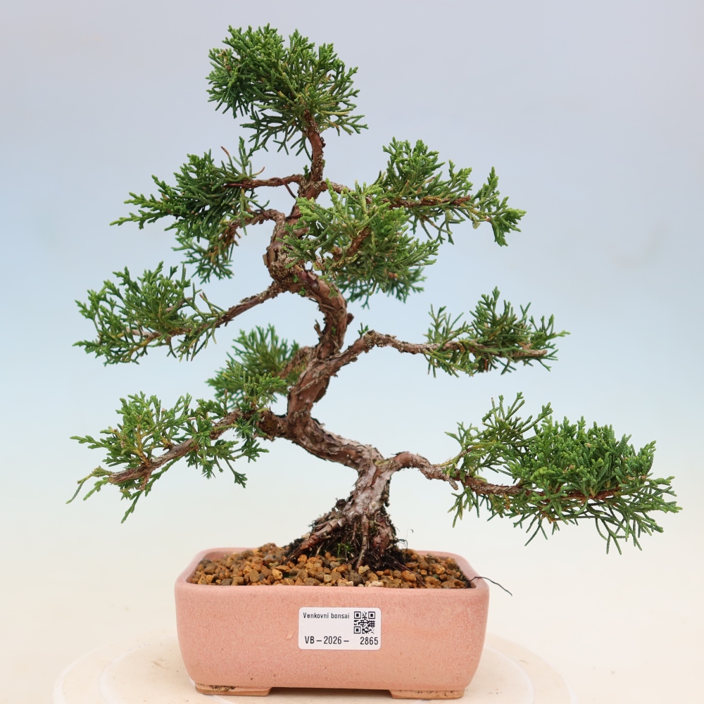 Bonsai da esterno - Juniperus chinensis Kishu