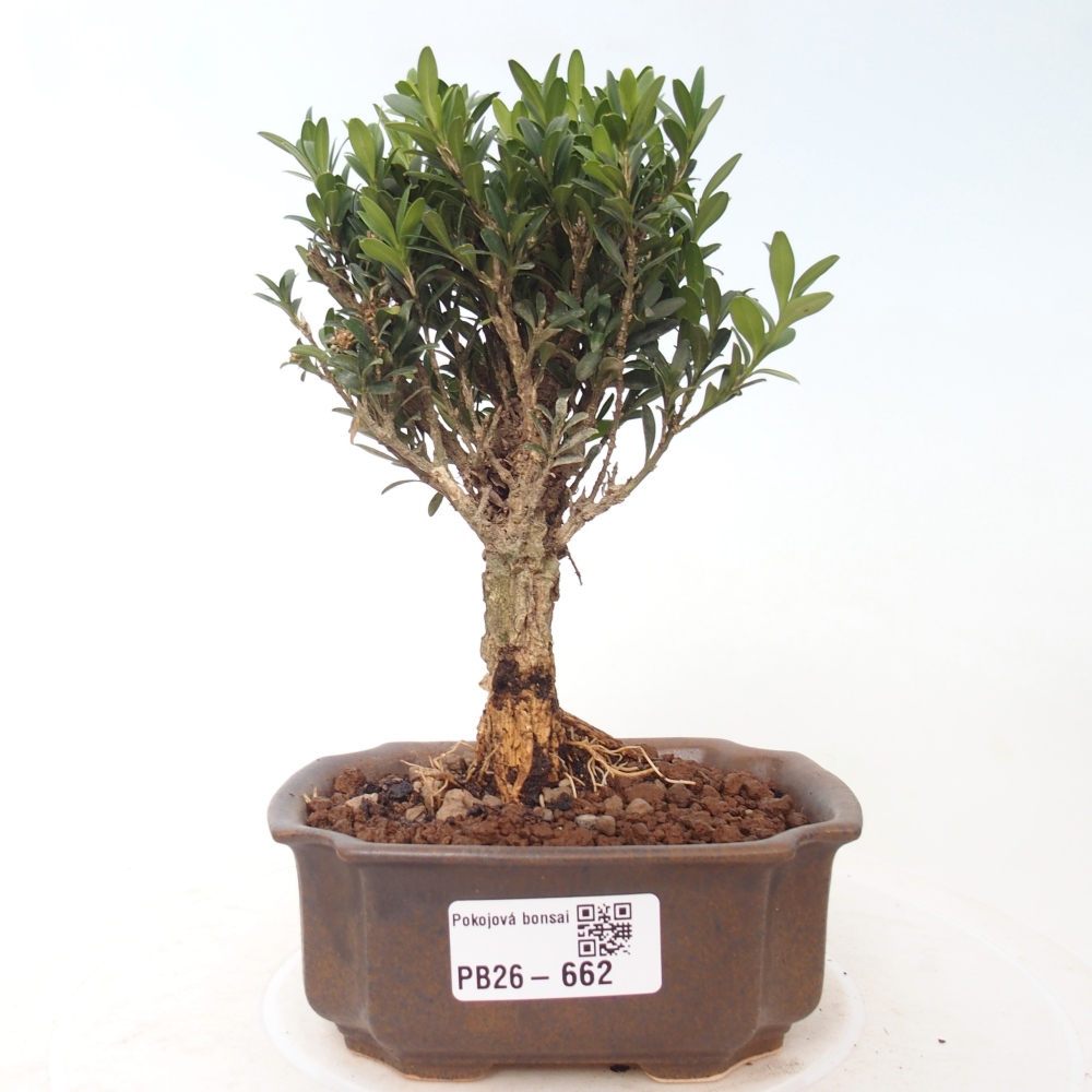 Camera bonsai - Buxus harlandii - buxus da sughero