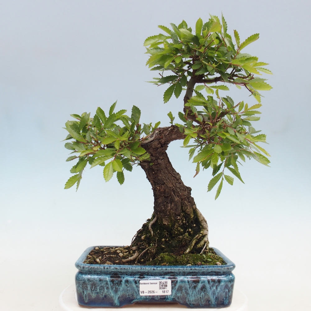 Bonsai da esterno - Zelkova - Zelkova NIRE
