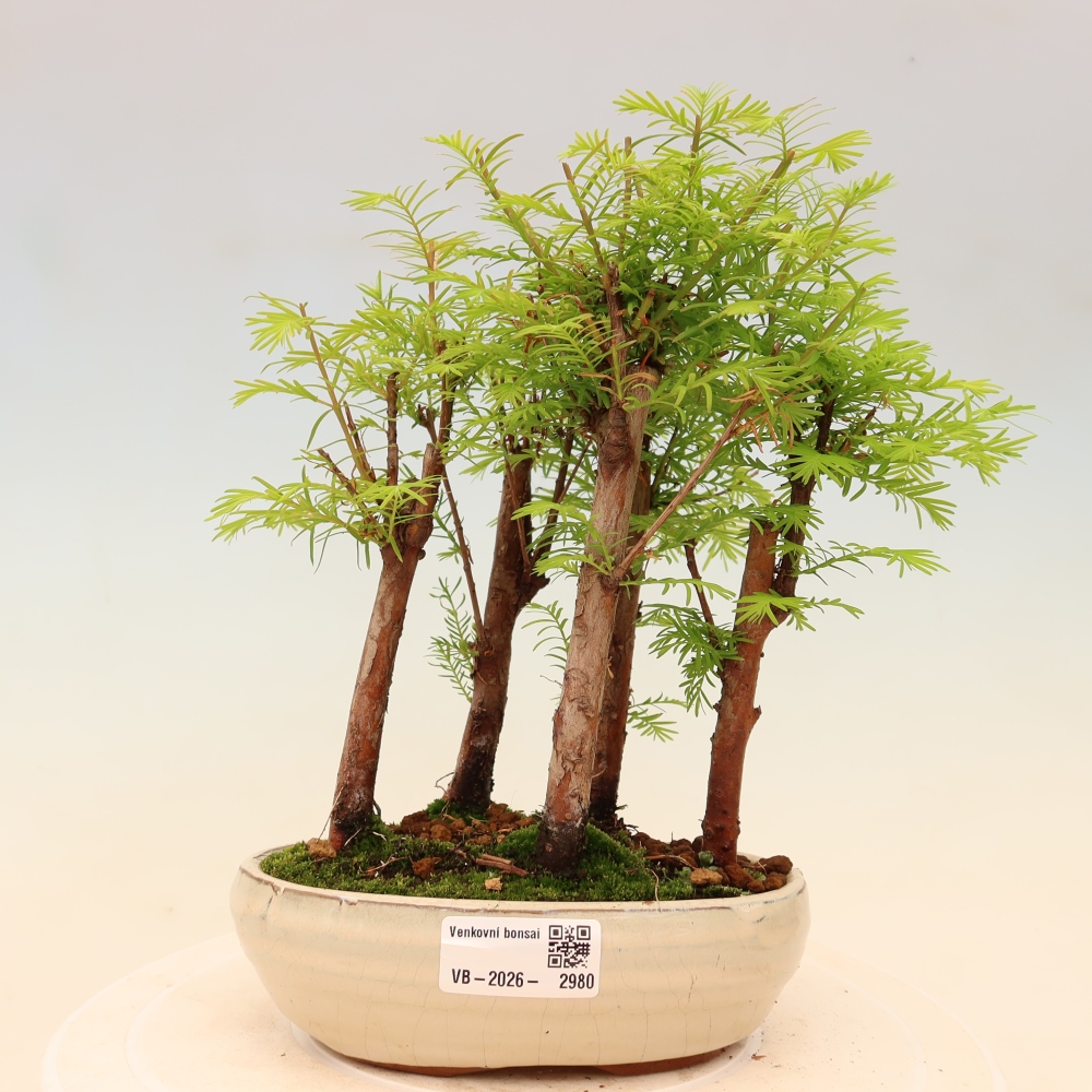 Bonsai da esterno - Metasequoia glyptostroboides - Metasequoia cinese - boschetto