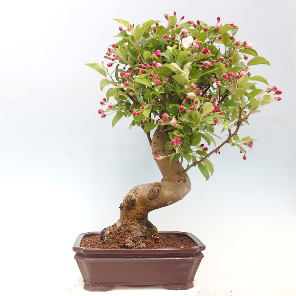 Bonsai da esterno -Malus halliana - Melo a frutto piccolo