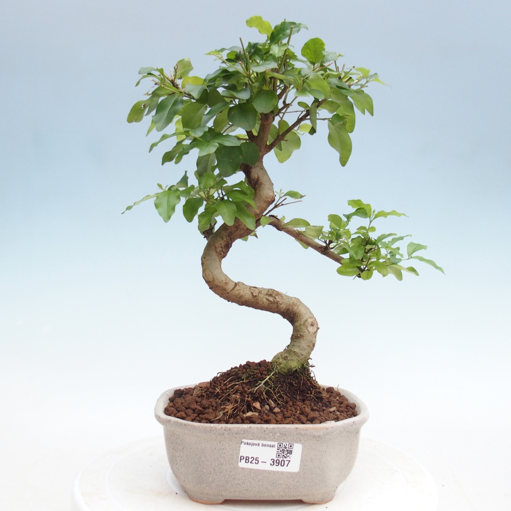 Camera bonsai -Ligustrum chinensis - Becco d'uccello