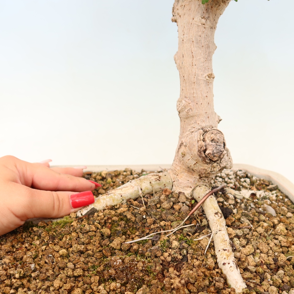 Bonsai da interno - Hibiscus tiliaceus - Ibisco marino