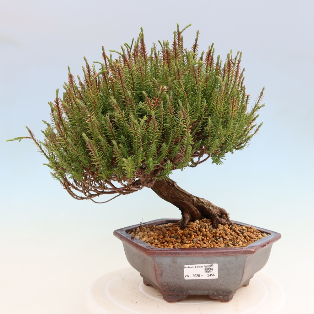 Bonsai da esterno - Cryptomeria - Criptomeria