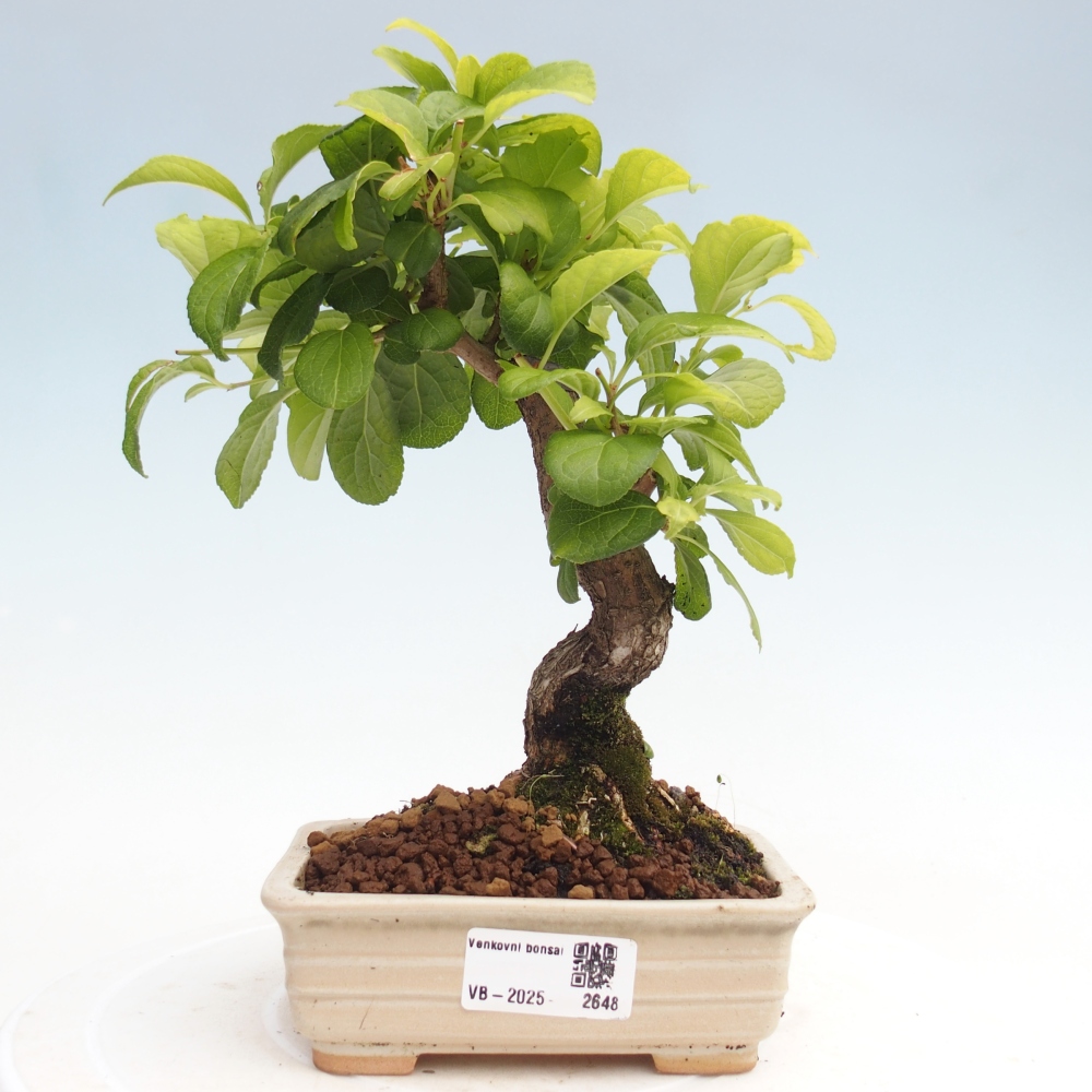 Bonsai da esterno - Celastrus orbiculatus