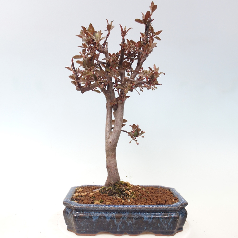 Bonsai da esterno -Malus domestica - Melo a piccoli frutti a foglie rosse