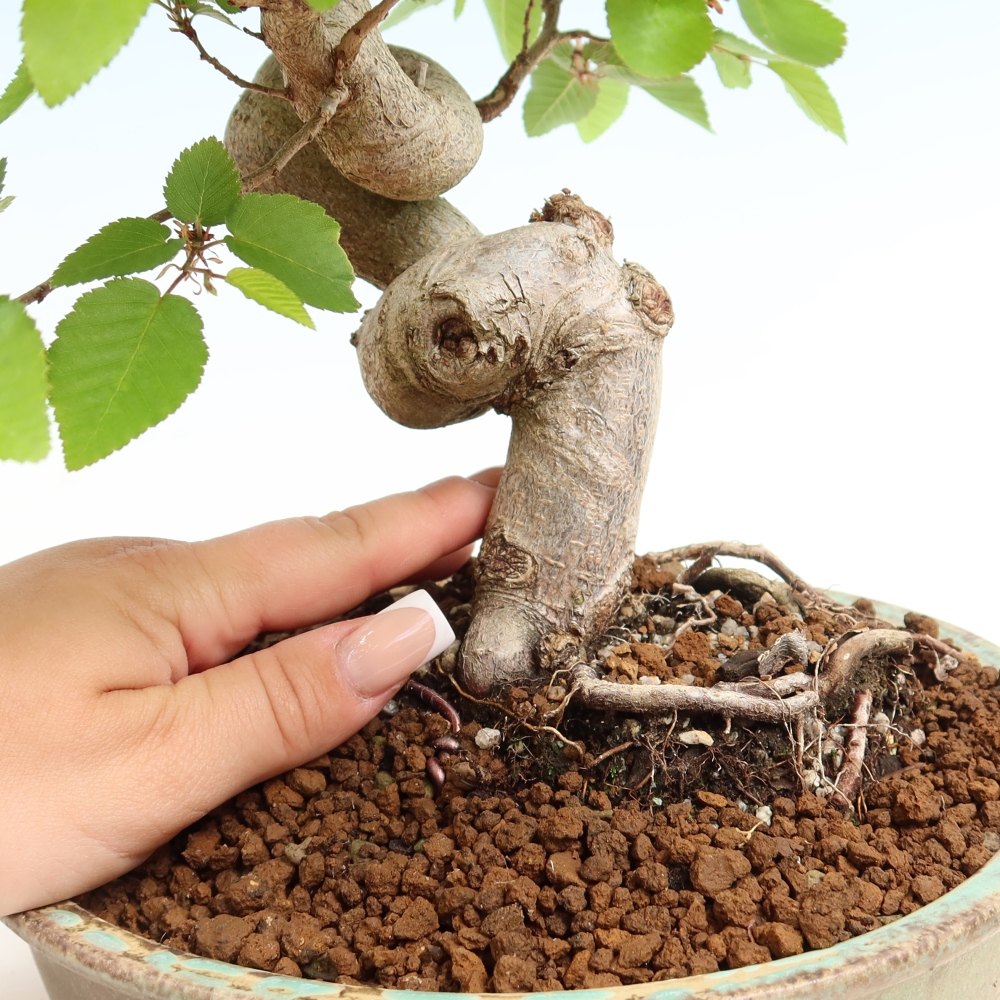 Bonsai da esterno -Carpinus Coreana - Carpino coreano
