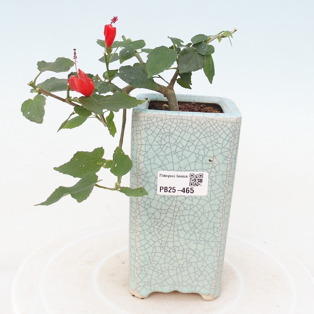 Bonsai da interno - Malvaviscus arboreus