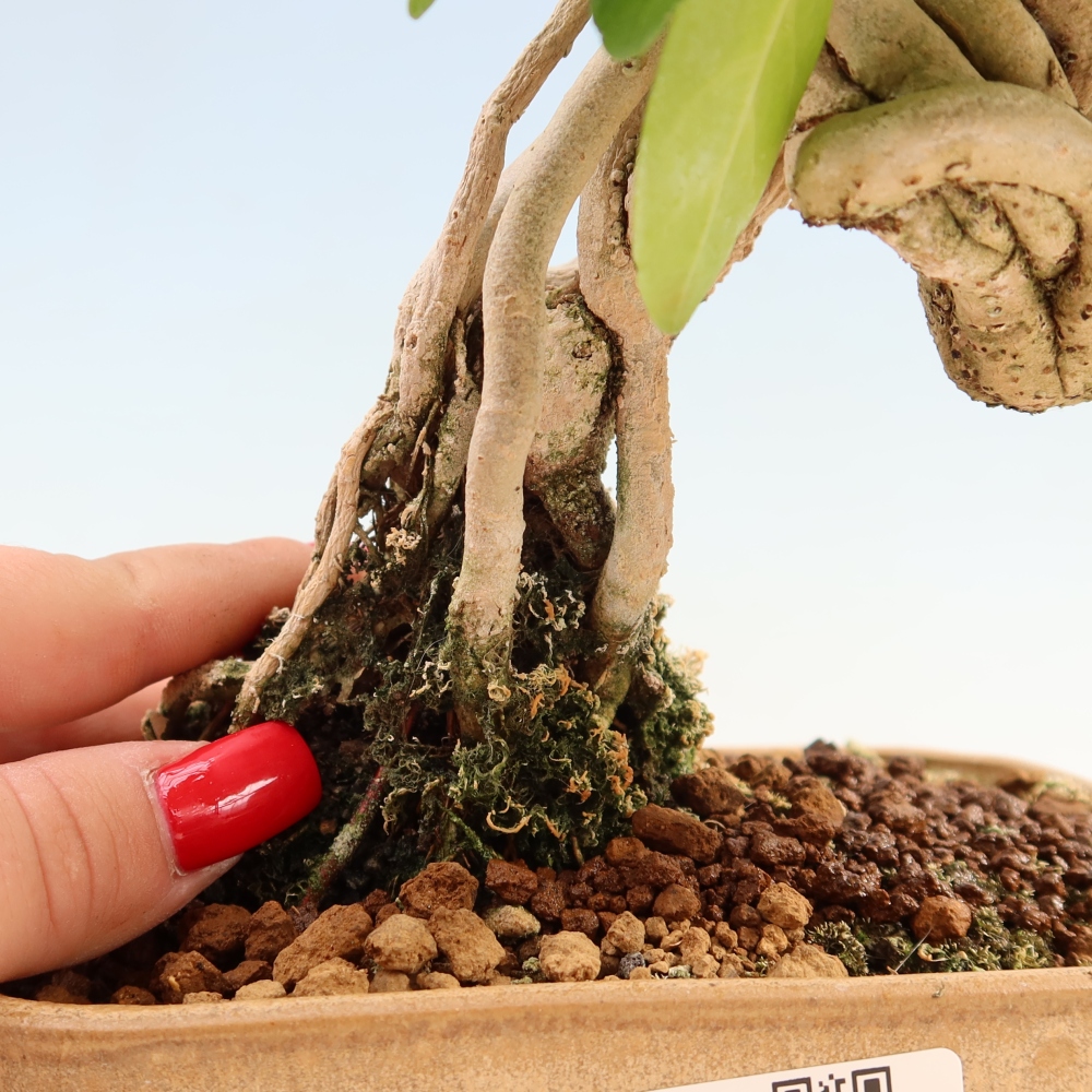 Bonsai da interno - Premna serratifolia - Kozlovna malolista