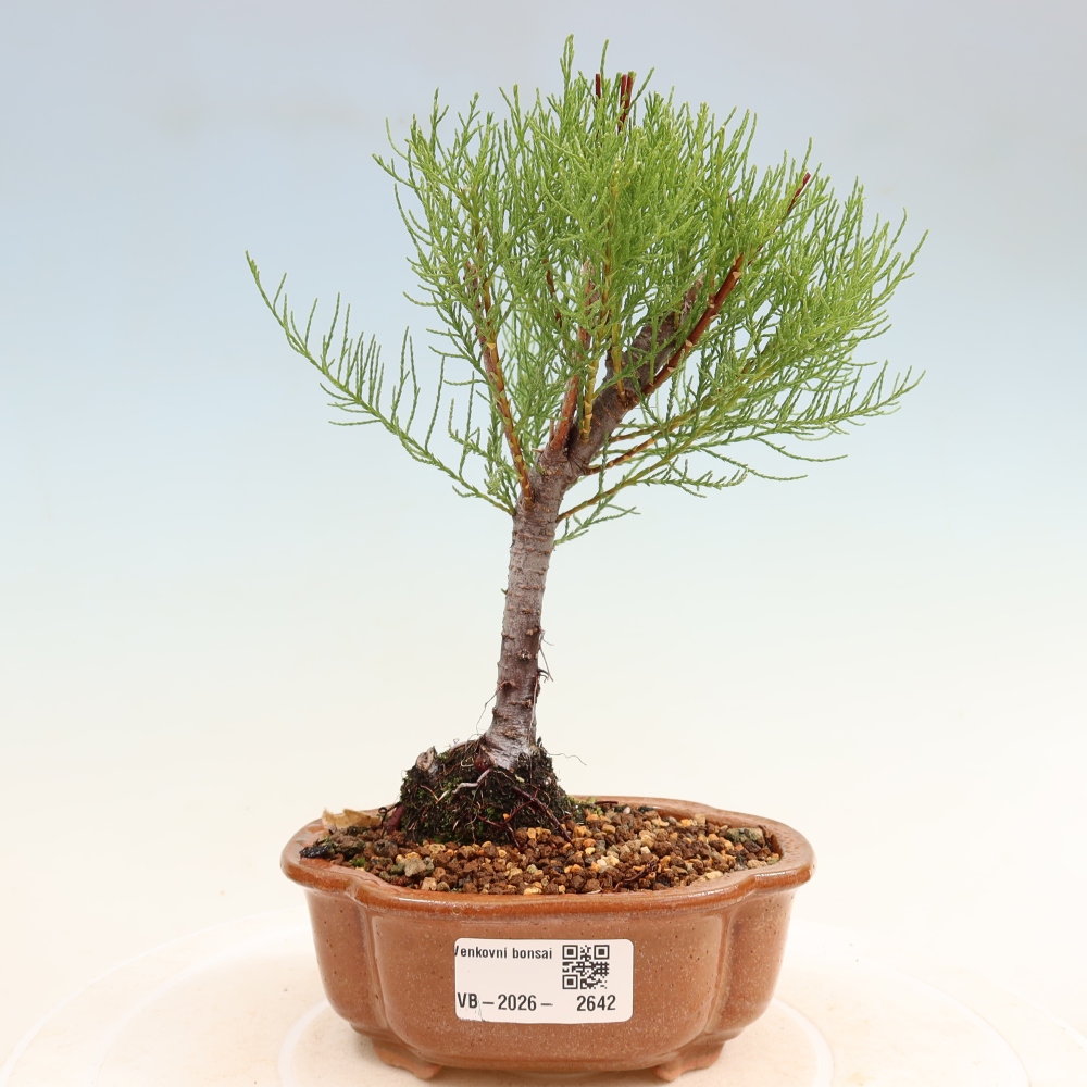 Bonsai da esterno - Tamarisco - Tamarix