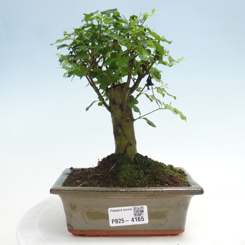 Camera bonsai -Ligustrum chinensis - Becco d'uccello