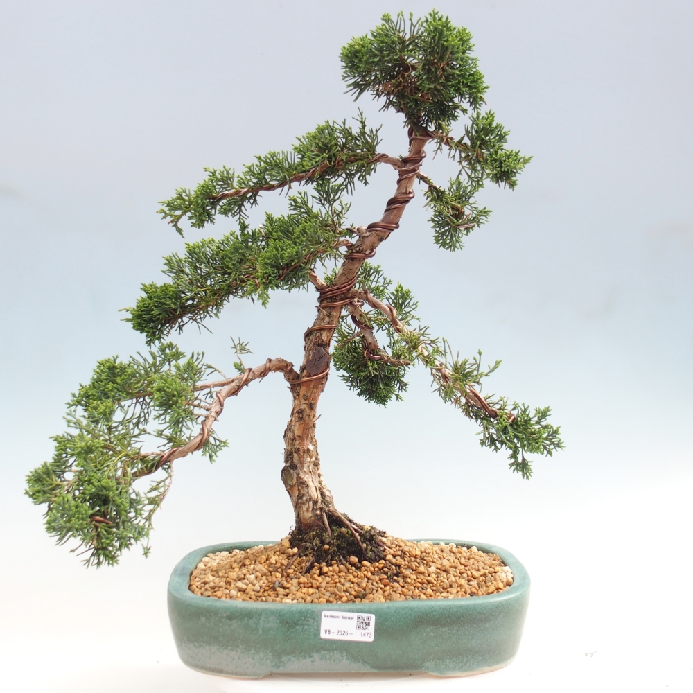 Bonsai da esterno - Juniperus chinensis Kishu