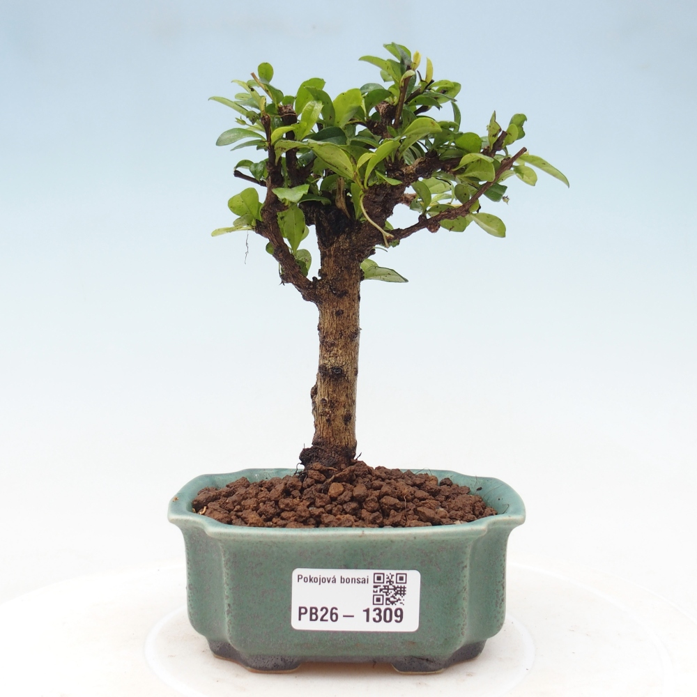 Camera bonsai - Carmona macrophylla - Tea fuki