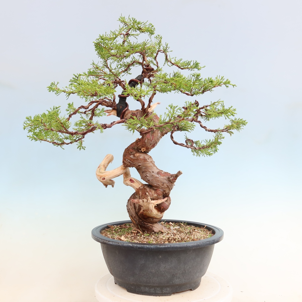 Bonsai da esterno - Juniperus chinensis Itoigawa-Juniperus chinensis