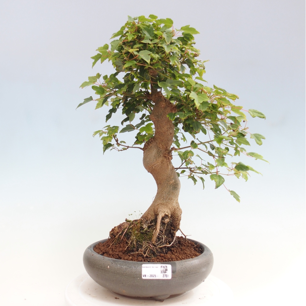 Bonsai da esterno - Acer Buergerianum - Acero di Burger