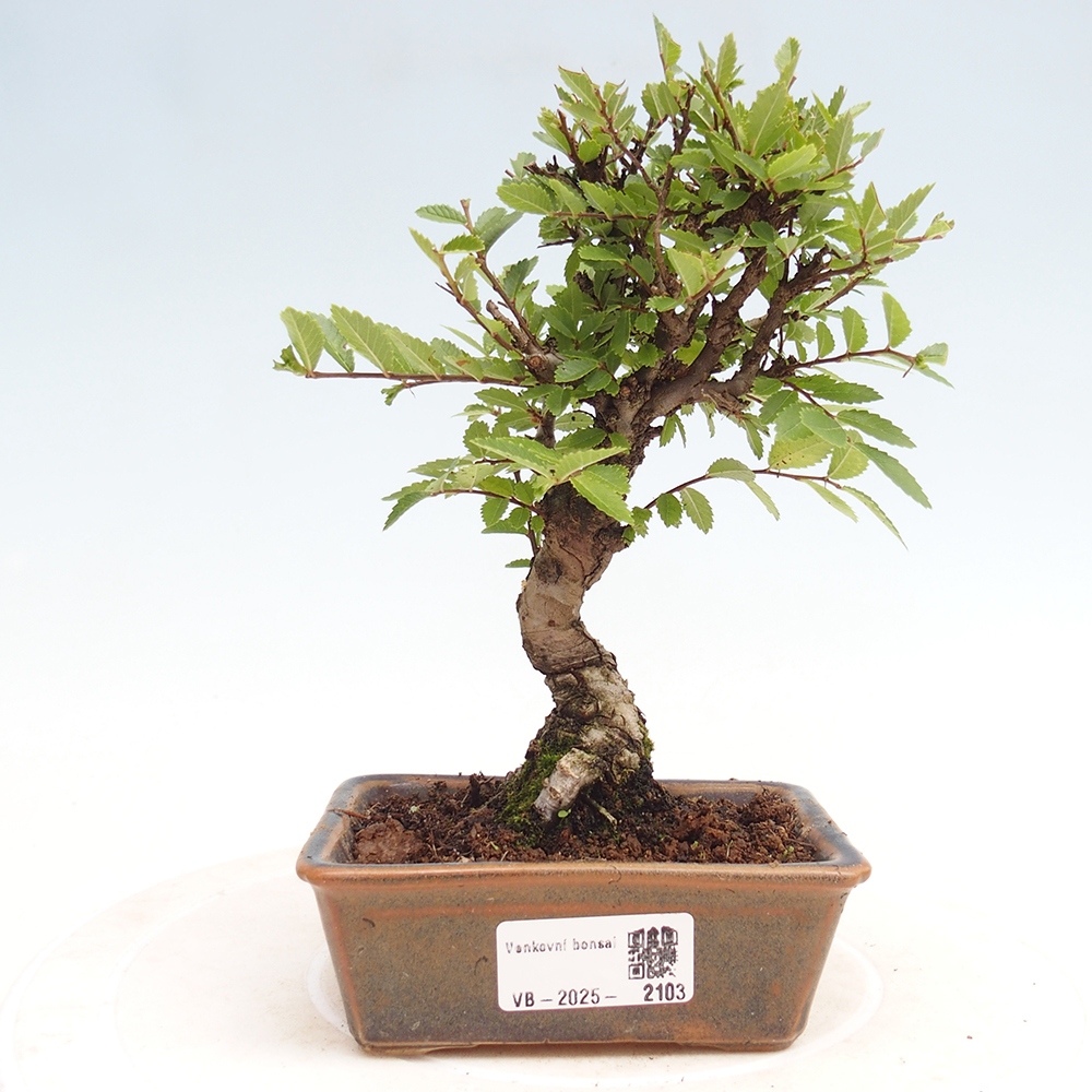 Bonsai da esterno - Zelkova - Zelkova NIRE