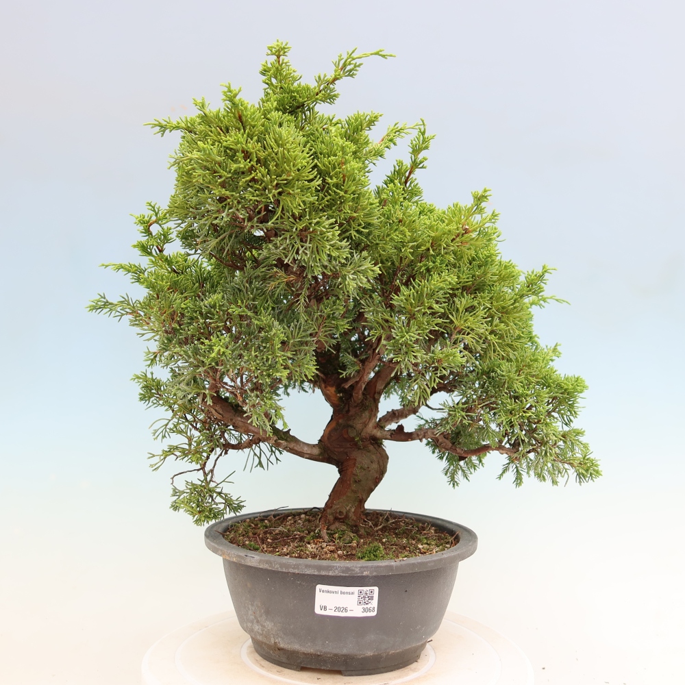 Bonsai da esterno - Juniperus chinensis Itoigawa-Juniperus chinensis