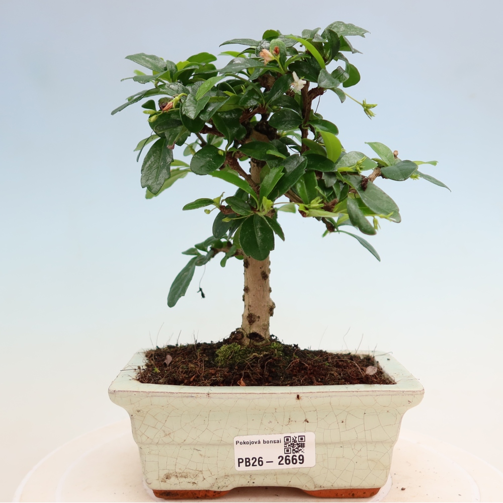 Camera bonsai - Carmona macrophylla - Tea fuki