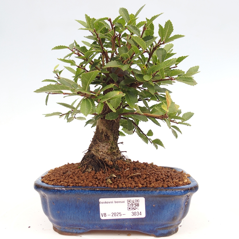 Bonsai da esterno - Zelkova - Zelkova NIRE